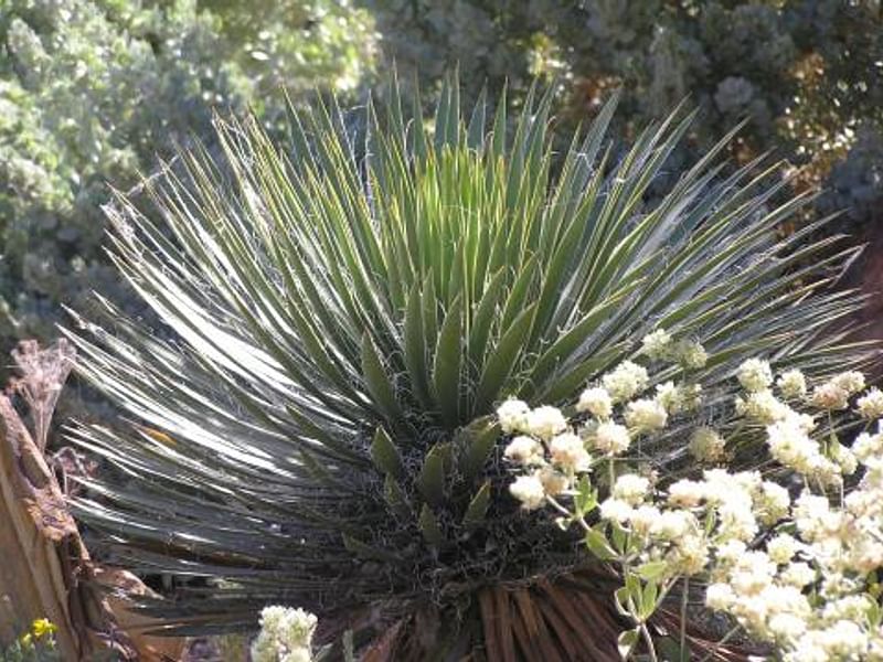 Yucca Natural Hybrid | Yucca | Agavaceae