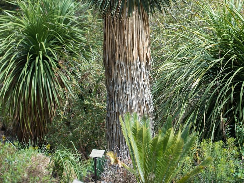 Yucca Rostrata | Yucca | Agavaceae