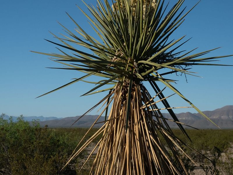 Yucca Torreyi | Yucca | Agavaceae