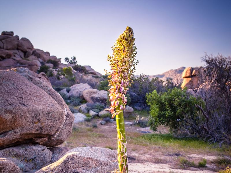 Yucca Whipplei | Yucca | Agavaceae