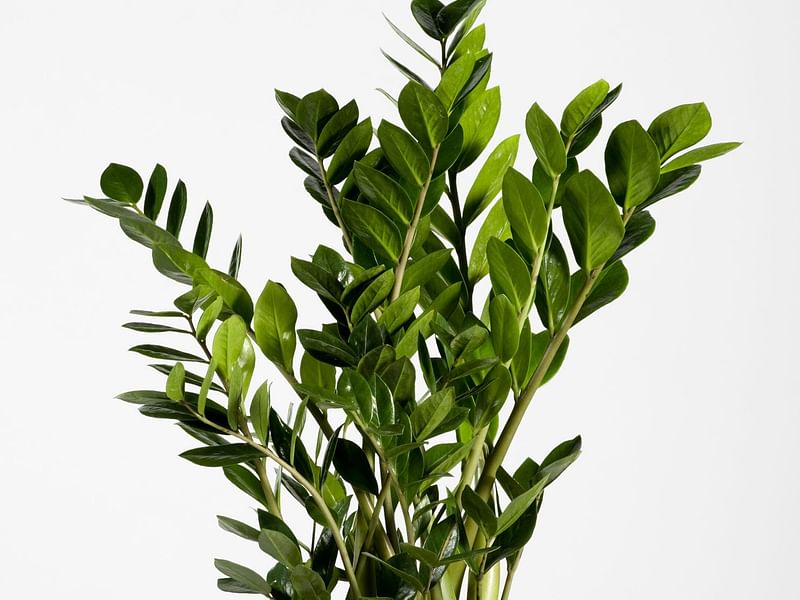 Zamioculcas Zamiifolia | Zamioculcas | Araceae